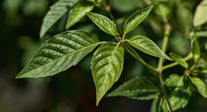Pale sunburn marks on young pepper plant leaves after acclimation to outdoor sun