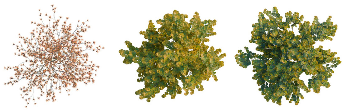 Hamamelis x Intermedia tree plan, top view, cutout, transparent background, isolate, Autumn Foliage Texture, Detailed Branches with Colorful Leaves, Natural Fall Pattern, PNG