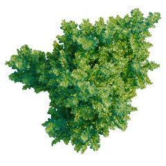 Obraz premium Ilex crenata Steeds tree plan, top view, cutout, transparent background, isolate, Lush green foliage, detailed texture, vibrant color, natural plant life, botanical element