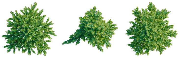 Ilex crenata Steeds tree plan, top view, cutout, transparent background, isolate, Detailed close-up of lush green pine tree branches with needles, perfect for nature backgrounds. © DH Tree Stock