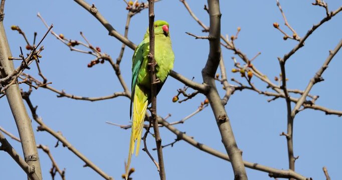 Female Rose-ringed parakeet (psittacula krameri), perched on branches, Montpellier, Southern France.