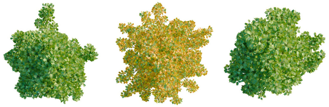 Liriodendron tulipifera Fastigiatum tree plan, top view, cutout, transparent background, isolate, Detailed Lush Green Tree Branches with Leaves, Nature Background, Realistic Illustration