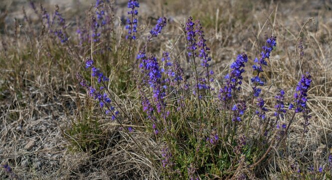Masses of blue toadflax blooming in dry disturbed sites