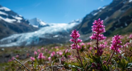 Naklejka premium Pink dwarf fireweed flowering close to glacier with bright blue sky and ample copy space