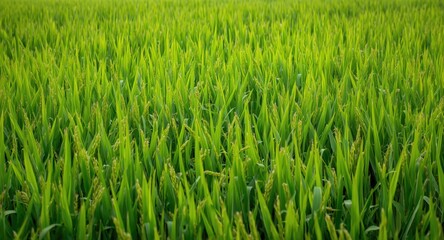 Fototapeta premium Lush rice plants flourishing quickly in a vibrant rice field