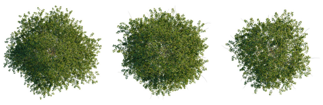 Quercus palustris tree plan, top view, cutout, transparent background, isolate, Detailed aerial view of lush green forest canopy with intricate leaf texture, natural background