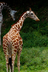 Obraz premium Reticulated Giraffe Portrait in Natural Habitat