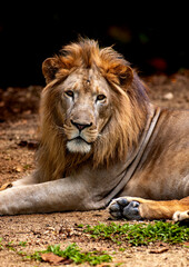 A majestic Lion resting on the ground, showcasing its distinctive mane and powerful build. Often called the king of the beasts, the male is one of the most iconic apex predator 0f the African savanna