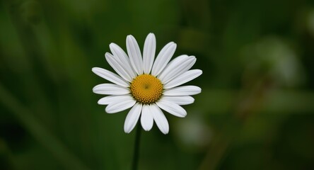 Obraz premium Graceful Dainty Daisy Flower with Vibrant Yellow Center