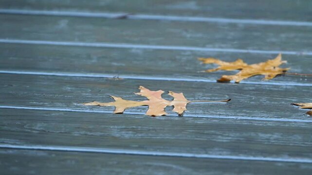 Fallen leaves of Pin Oak (Quercus palustris) or Northern Red Oak (Quercus rubra) with characteristic pointed lobes lie on wooden boards under the rain near Princeton, New Jersey
