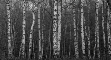 Fototapeta premium Monochrome forest scene highlighting white birch trees with distinctive bark patterns