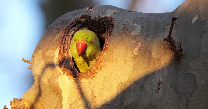 Female Rose-ringed parakeet (psittacula krameri), nesting in a Platanus tree, Montpellier, Southern France.