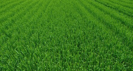 Fototapeta premium Isolated green farming field featuring fresh crops and copy space for text