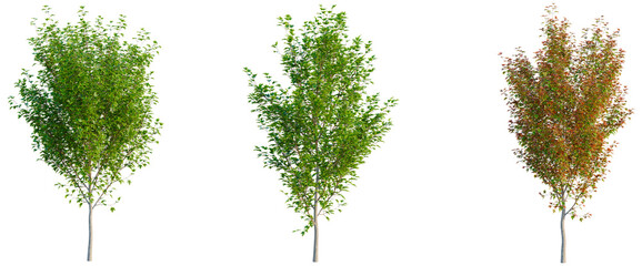 Naklejka premium Acer x freemanii tree, elevation, front view, cutout, transparent background, isolate, Majestic Autumn Tree with Vibrant Red and Orange Foliage, Perfect for Seasonal Design Elements
