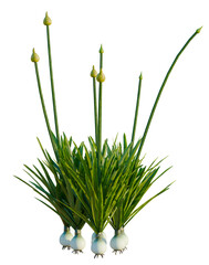Fototapeta premium Allium caeruleum tree, elevation, front view, cutout, transparent background, isolate, Garlic bulb on green stem isolated on a transparent background, studio shot