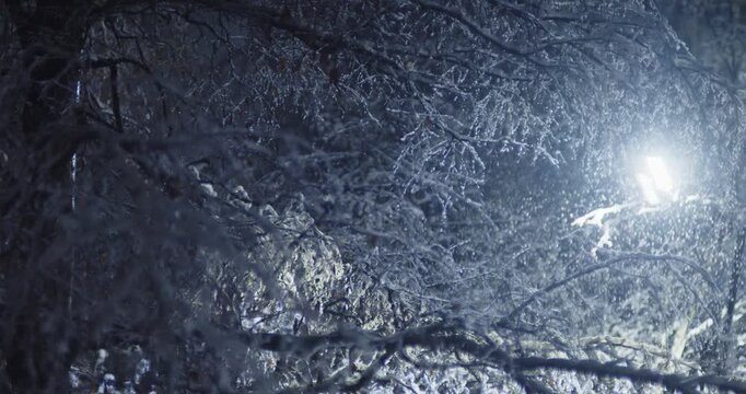 Snow falls among the branches of trees on a winter night illuminated by a street lamp