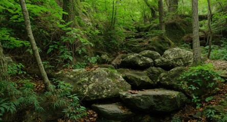 Fototapeta premium Lush green forest backdrop in summer with moss covered stones and climbing plants
