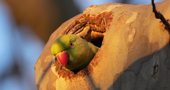 Female Rose-ringed parakeet (psittacula krameri), nesting in a Platanus tree, Montpellier, Southern France.