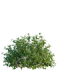 Fototapeta premium Betula pumila tree, elevation, front view, cutout, transparent background, isolate, Vibrant green foliage close-up, detailed texture, natural botanical elements, studio shot