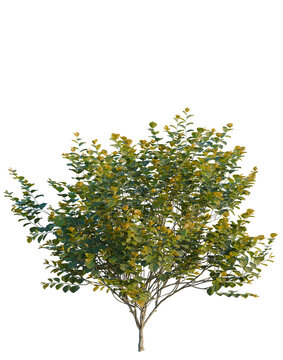 Hamamelis x Intermedia tree, elevation, front view, cutout, transparent background, isolate, Branch of green leaves on a tree, close-up. Nature background. Green foliage.