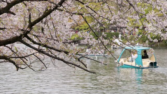 Spring in Tokyo : Cherry Trees Reaching Out Over the Pond with Boats Enjoying the Blossoms From the Water  |  Inokashira Park, Kichijoji, Tokyo, Japan