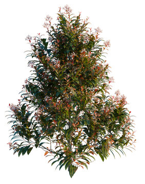 Photinia x fraseri Red Robin tree, elevation, front view, cutout, transparent background, isolate, Vibrant Red and Green Leaves on a Plant Branch, Detailed Macro Photography