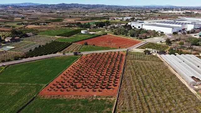 Aerial view shows rows of olive trees planted in neat lines in a field. Different colors of earth and plants create distinct patterns.