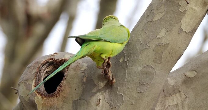 Female Rose-ringed parakeet (psittacula krameri), perched on Platanus tree, Montpellier, Southern France.