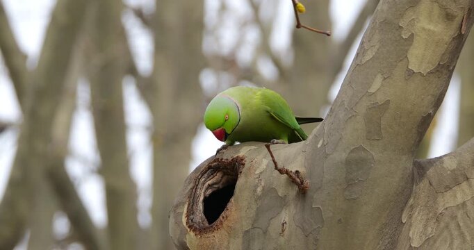 Male Rose-ringed parakeet (psittacula krameri), perched on a Platanus tree, Montpellier, Southern France.