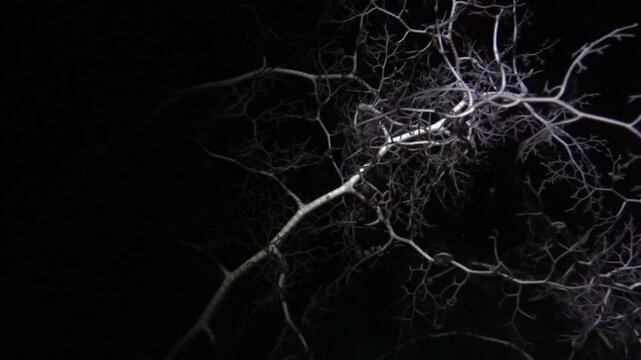 A brittle star moves delicately across the reef under the cover of darkness during a night dive in Bali. 