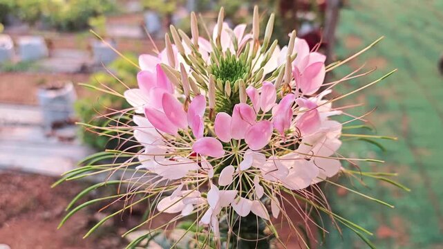 Close-up of a blooming pink Cleome spinosa or Spider Flower in the morning light.