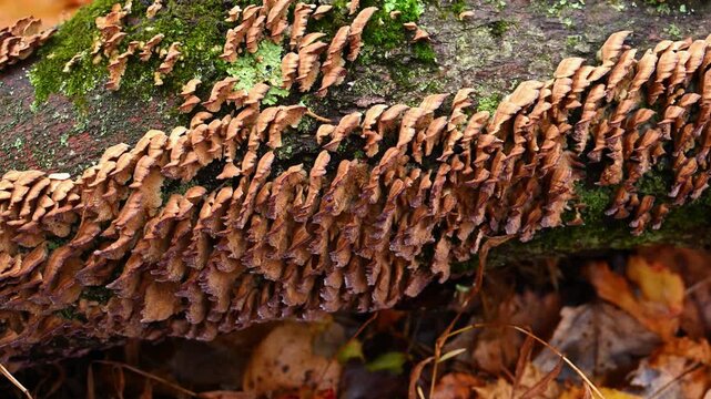 Inedible bracket fungus, the violet-toothed polypore Trichaptum biforme, growing on the trunk of a dead tree in a forest in the suburbs of Princeton, USA