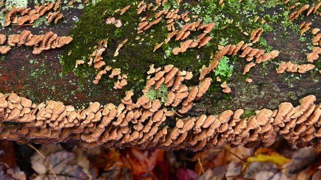 Inedible bracket fungus, the violet-toothed polypore Trichaptum biforme, growing on the trunk of a dead tree in a forest in the suburbs of Princeton, USA