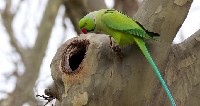 Male Rose-ringed parakeet (psittacula krameri), perched on a Platanus tree Montpellier, Southern France.