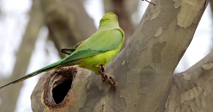 Female Rose-ringed parakeet (psittacula krameri), perched on a Platanus tree, Montpellier, Southern France.