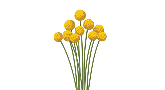 A cluster of yellow spherical flowers with green stems stands upright on a clean white background.