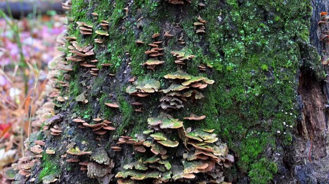 Ganoderma lucidum (Reishi mushroom, Lingzhi; varnished bracket fungus) and Trametes versicolor (turkey tail; polypore fungus) growing on the trunk of a dead tree, New Jersey, USA