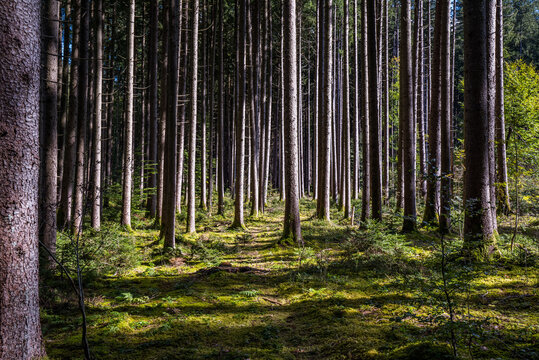 B&auml;ume & W&auml;lder