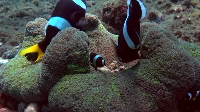 A pair of clownfish removing a decorator crab from the anemone 