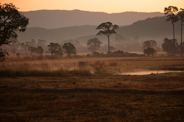 Naklejka premium Big Tree at sunrise in natural landscape environmental sustainability concept forest ecology serene countryside scenery morning light misty hills peaceful nature