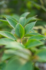 Fototapeta premium Fresh green leaves on a plant stem in a tropical garden