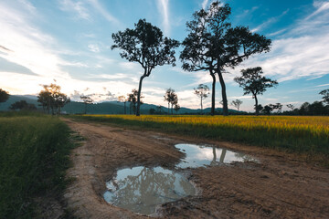 Naklejka premium Big Tree at sunrise in natural landscape environmental sustainability concept forest ecology serene countryside scenery morning light misty hills peaceful nature