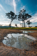 Naklejka premium Big Tree at sunrise in natural landscape environmental sustainability concept forest ecology serene countryside scenery morning light misty hills peaceful nature