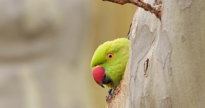 Female Rose-ringed parakeet (psittacula krameri), nesting in a Platanus tree, Montpellier, Southern France.