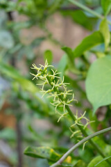 Obraz premium Close up of small green flower buds on plant stem