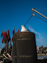 Fototapeta premium Bergseen und Wälder