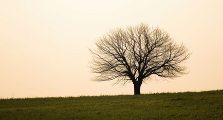 Obraz premium Peaceful nature scene with a bare tree set against pale sky