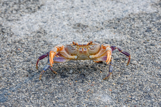 Freshwater river crab (Potamon ibericum) on the stone