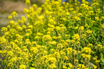 Fototapeta premium 菜の花畑