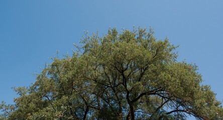 majestic tree with dense foliage beneath a bright blue sky